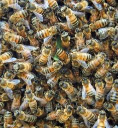20 million bees freed as lorry overturned