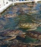 299 turtles killed after systems failure at Farm