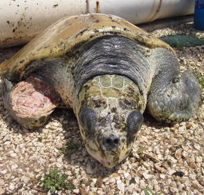 Science journal details turtle farm cruelty