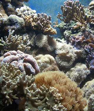 Study shows adaptive capacity of coral reefs