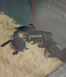 Turtle farm to release up to 40 hatchlings