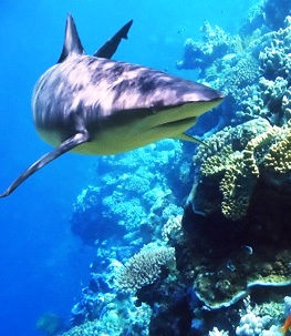 Sharks in Bahamas to get legal protection