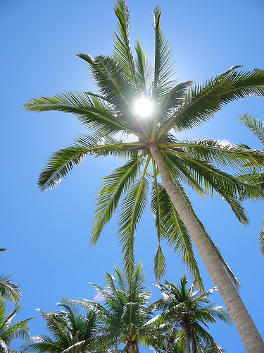Pacific islands going solar with coconut back-up