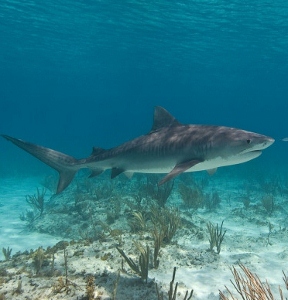 Tagged sharks return home as researchers learn more