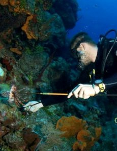 Lionfish target of Cayman’s culinary month