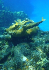 Little Cayman corals bounce back after El Nino