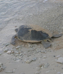 Turtles on track for record local nesting season