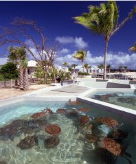 Canadian university plans to kill 7 Cayman turtles