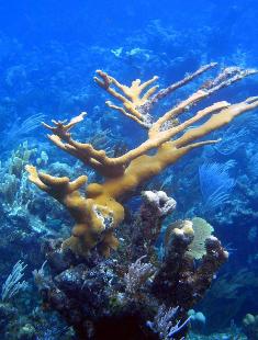 Scientists aim to create coral reef sperm bank