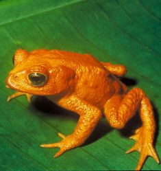 Global hunt underway for lost frogs