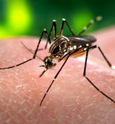 Scientists find option to GM mozzies for dengue