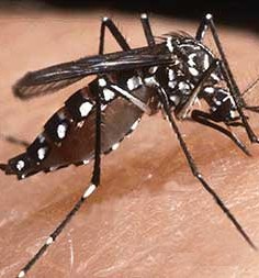 Five more suspected dengue cases investigated