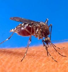 Mosquito attack continues in face of fifth local case