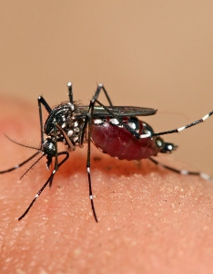 West Bay remains dengue fever hotspot