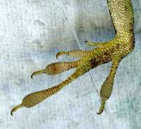 Florida lizards evolve before eyes of scientists