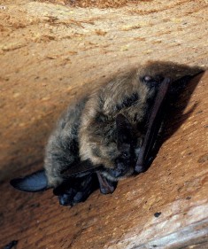 NGO offers help with bats
