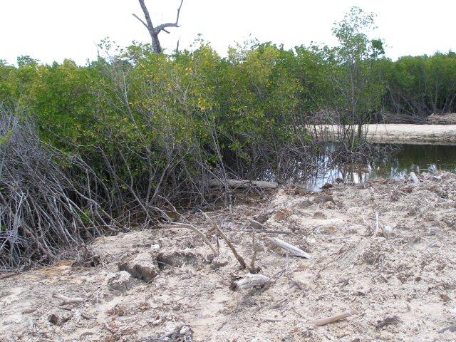Clearing and destruction of mangrove in the vacinity of the ETH extension - photo taken on 2-Sep-12 (79).jpg