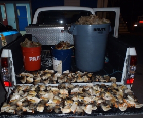 275 poached conch recovered by DoE