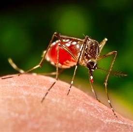 Local transmissions of dengue reach 20 cases