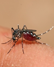 Honduras under state of emergency over dengue fever