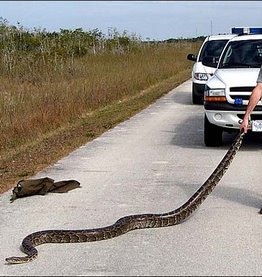 Python’s hunted in Florida