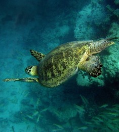 Trinidad passes law banning slaughter of turtles