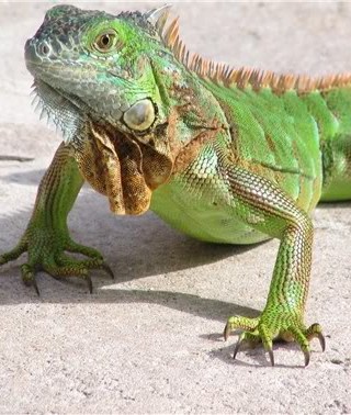 Green iguanas lose protection