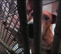Humane Society crowded with unwanted pets
