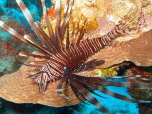 Cayman Islands News, Grand Cayman Island Science and Nature News, Lionfish in the Cayman Islands