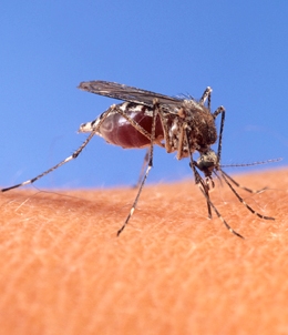 Public health issues dengue fever travel alert