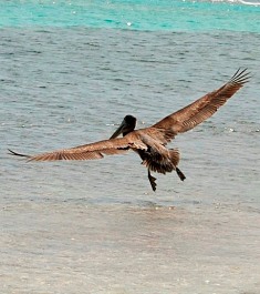 Pelican flies free after emergency care