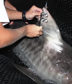 Tagged tiger sharks to reveal travels