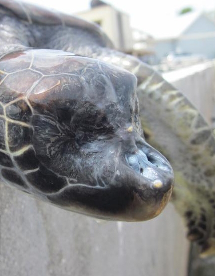Turtle Farm denies cruelty, disease or genetic defects