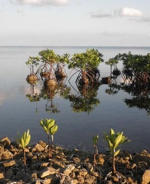 SS mangroves.jpg