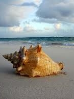Self-defense claim rejected in conch shell assault