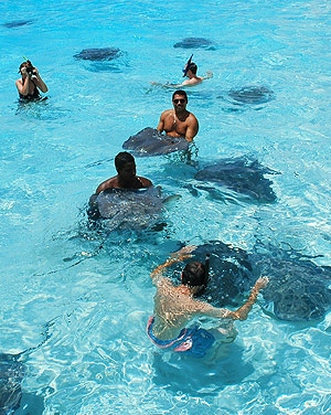 Numbers falling at famous Stingray City