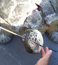 Endangered green turtle slaughtered with speargun