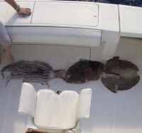 Six-foot squid found in Cayman waters