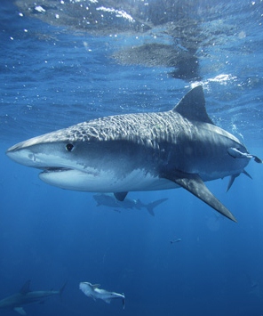 Attitudes need to change about sharks, says DoE