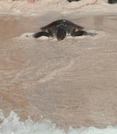 Farm releases only eight turtles into wild