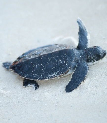 Conservationists says CTF released injured turtles