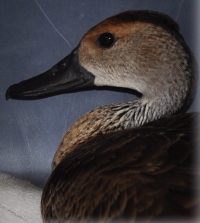 Whistling-duck recuperated and released
