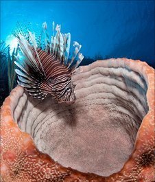 ‘Godzilla’ lionfish threatening Cayman paradise