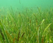 Sea grass may protect coral reefs