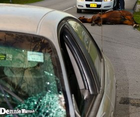 Horse killed by car on Walkers Road