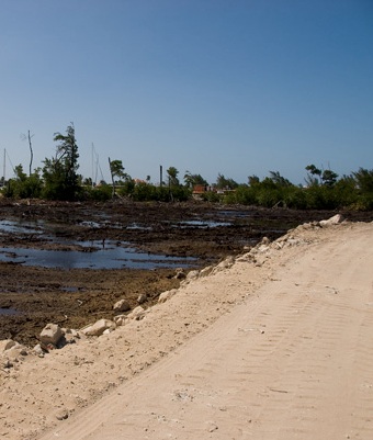 Cancun’s vanishing mangroves hold climate promise