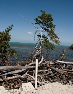 Mangroves still in danger