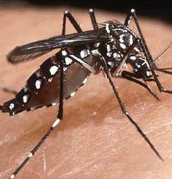 Cayman Islands News, Grand Cayman health news Cayman Dengue Fever