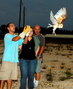 Rescuers return barn owl to the wild
