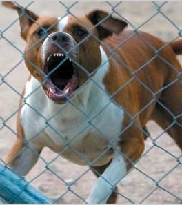 Ban on fighting and dangerous dogs remains